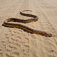 Dead Cape cobra (Naja nivea) roadkill, Kalahari, Kgalagadi Transfrontier Park, South Africa